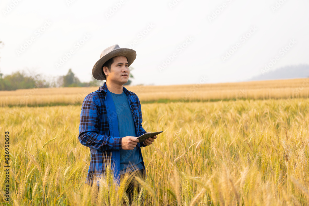 agricultural products industry concept Asian male farmer holding happy agronomist tablet Pay attention to his crops for a rich harvest and prepare to harvest organic wheat crops. agricultural products industry concept Asian male farmer holding happy agronomist tablet Pay attention to his crops for a rich harvest and prepare to harvest organic wheat crops.