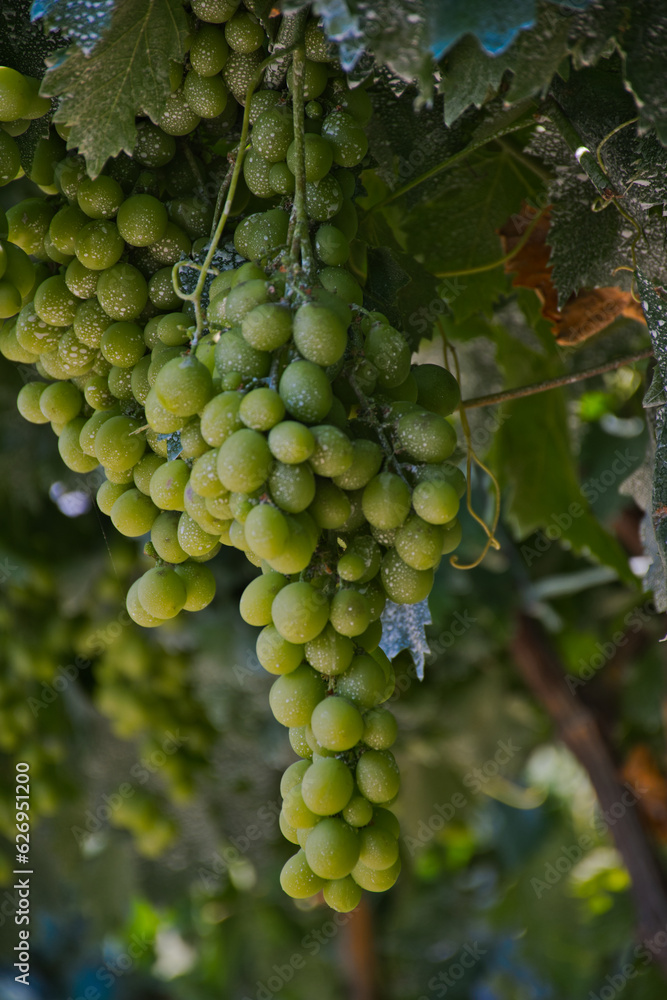 Green grapes on the branch
