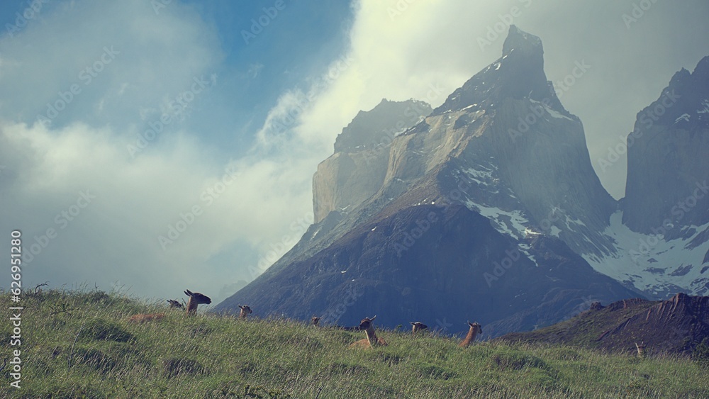 guanacos in the mountains