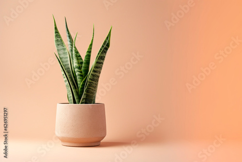 Sansevieria plant in a clay pot on a light background. The pike tail plant. Minimalism.