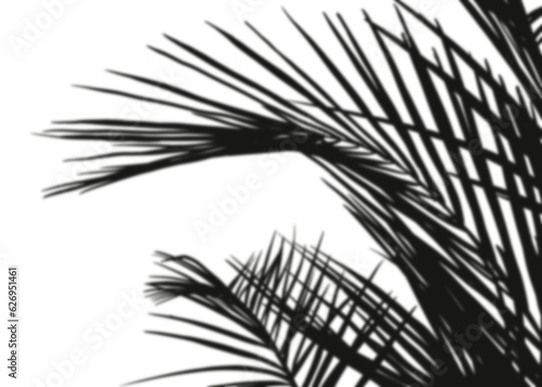 Shadow Palm Leaves silhouette, Tropical Coconut Leaf Overlay, Element object for Spring Summer, Mock up Product Presentation
