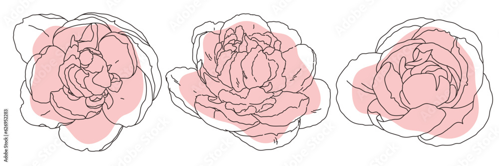 Peony blossom in bloom black line on pink color abstract shape illustration. Hand drawn realistic detailed vector clipart collection. Peony blossom in bloom black line on pink color abstract shape illustration. Hand drawn realistic detailed vector clipart collection.