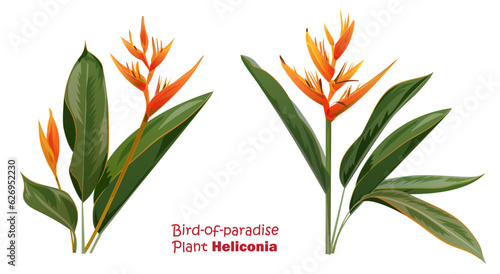 Bird of paradise plant also known as Parrot Beak, Parakeet flower, Heliconia psittacorum. Bright orange flowers and green leaves. Realistic botanical illustration of tropical plant in watercolor style