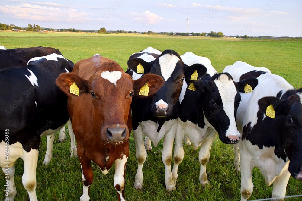 A brown cow with a white heart on its head among black and white cows in a pasture.