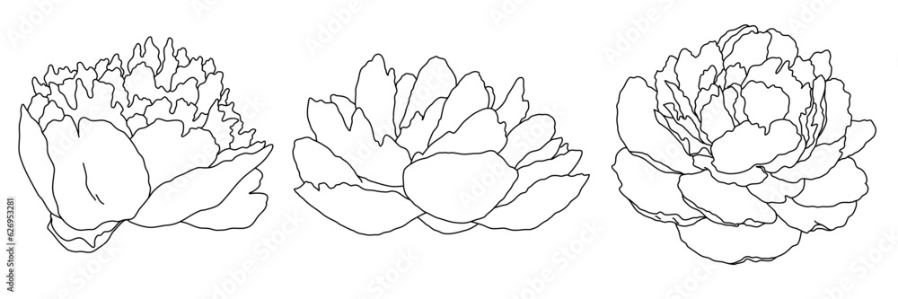 Peony blossom in bloom black outline illustration. Hand drawn realistic detailed vector clipart collection. Peony blossom in bloom black outline illustration. Hand drawn realistic detailed vector clipart collection.