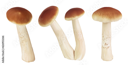 honey fungus mushrooms isolated on white background with full depth of field