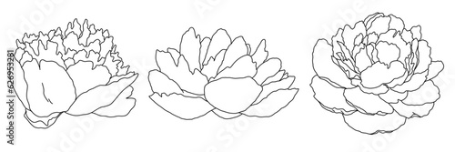 Peony blossom in bloom black outline illustration. Hand drawn realistic detailed vector clipart collection.