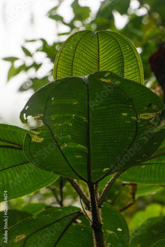 Miconia leaves in the foreground in the forests of the waterfall sanctuary in Mindo, Ecuador. 