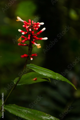 Close-up of plant with small white and white flowers, in the forests of Mindo, Ecuador. SCHLEGELIA FASTIGIATA. 