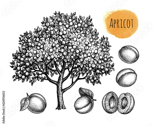 Apricot tree and fruits ink sketches.