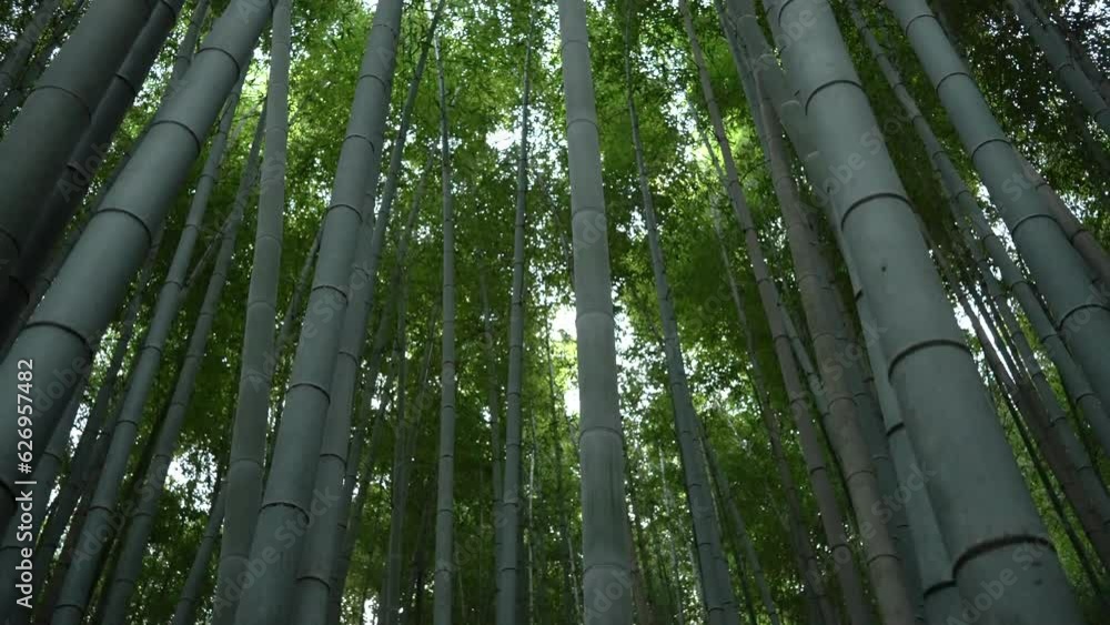 京都嵐山の竹林を見上げる 京都嵐山の竹林を見上げる