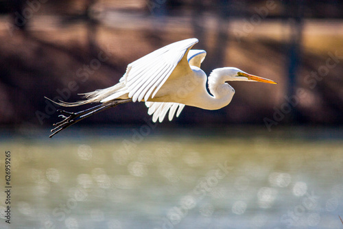 Great white egret in Louisiana swamp.