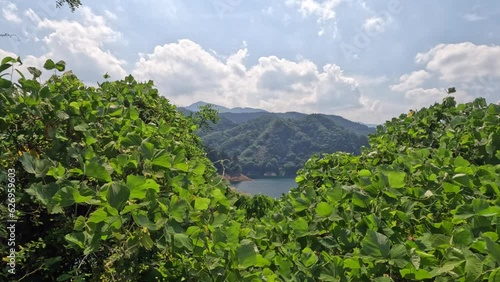 生い茂る葉の隙間から見える湖の姿。宮ケ瀬湖で撮影。