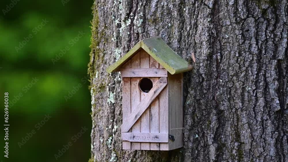 Female Eastern Bluebird flying out of a birdhouse Female Eastern Bluebird flying out of a birdhouse