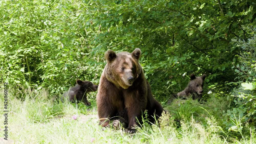 The brown bear filmed in Transfagarasan, Romania. A place that became famous for the large number of bears. The brown bear filmed in Transfagarasan, Romania. A place that became famous for the large number of bears.