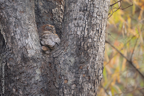 Fototapeta Naklejka Na Ścianę i Meble -  Perched Mottled Wood owl in its natural habitat