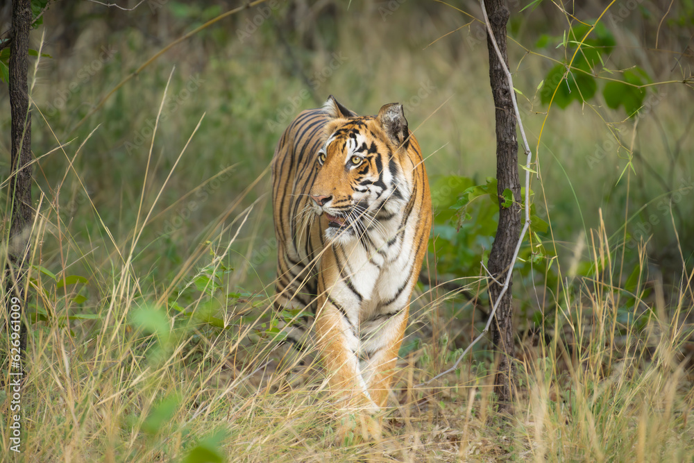 Fototapeta premium Royal Bengal tiger in natural habitat of Tadoba-Andhari Tiger reserve