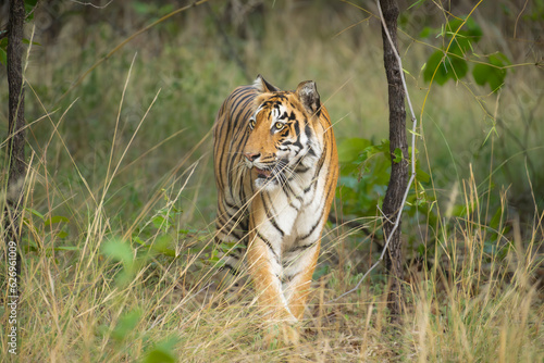 Royal Bengal tiger in natural habitat of Tadoba-Andhari Tiger reserve © Kiran Joshi