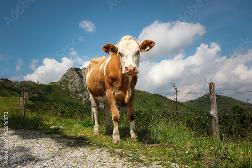Fleckvieh Domestic Cattle in Austria. Brown and White Cow Standing during Summer Day Outdoors in Europe.