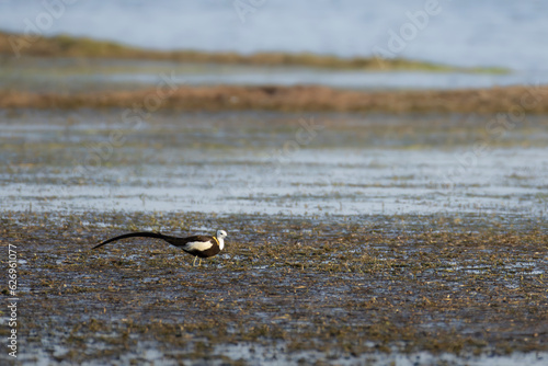 Pheasant tailed Jacana in water body