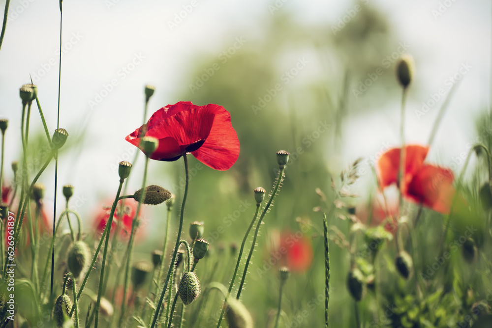 Obraz premium Red spring poppy