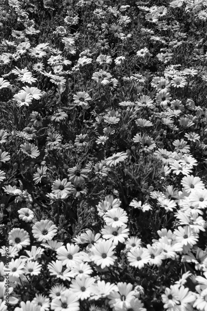 Bellis perennis, Daisy flowers growing Bellis perennis, Daisy flowers growing