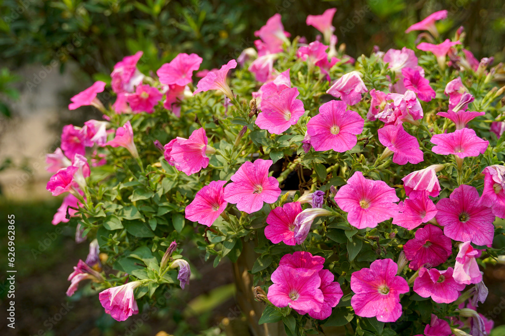 Pink Petunia flowers are ornamental plants. The flowers are large, come in many colors, bright colors, the stems are small, can be planted and grow well in pots. and planted in garden plots. Pink Petunia flowers are ornamental plants. The flowers are large, come in many colors, bright colors, the stems are small, can be planted and grow well in pots. and planted in garden plots.
