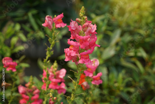 pink snapdragon flower when squeezing the side of the flower. The petals are separated like a dragon's mouth, sometimes like a rabbit's nose. Therefore, it is also called Bunny rabbit. 