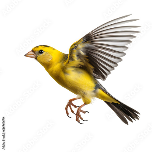 Stampa su tela American Goldfinch bird with transparent background