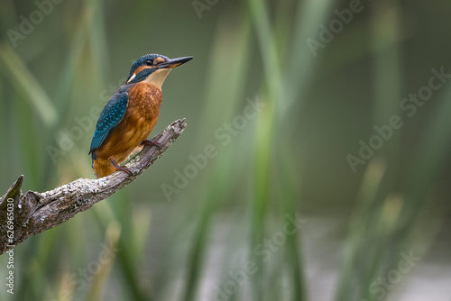 Common Kingfisher with room on right for text
