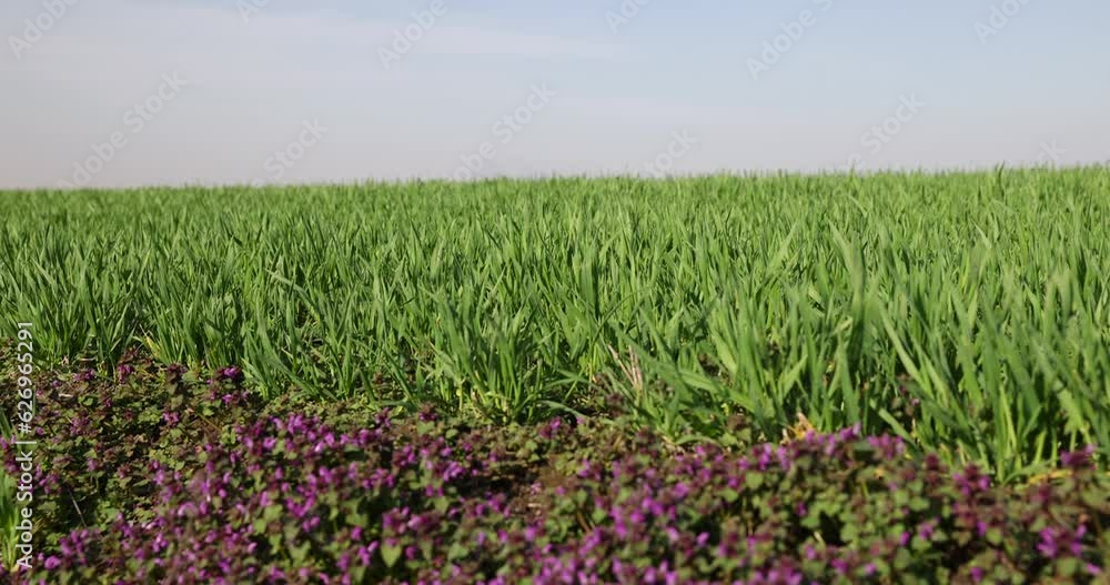 a new wheat crop in the spring season a new wheat crop in the spring season