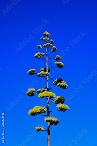 Blooming Tall Agave Americana Plant