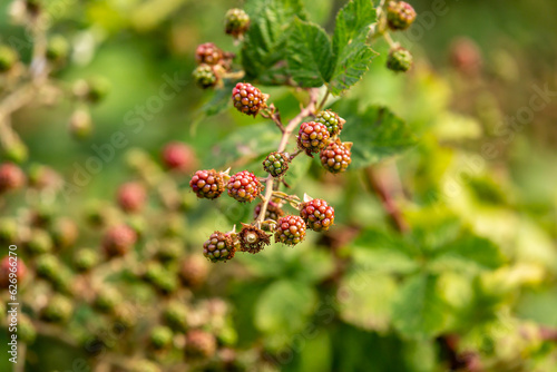 A close up of blackberries growing on a bush in summertime, with a shallow depth of field