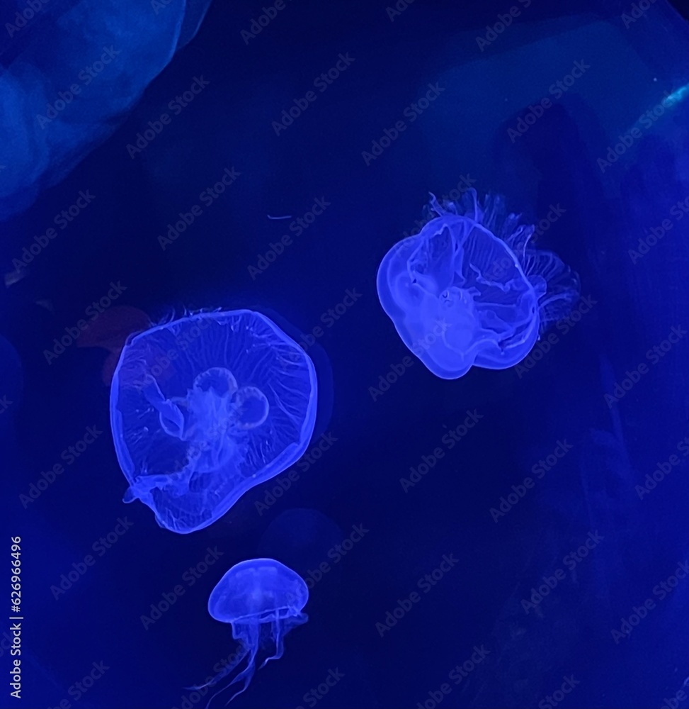 Fototapeta premium jellyfish in the aquarium