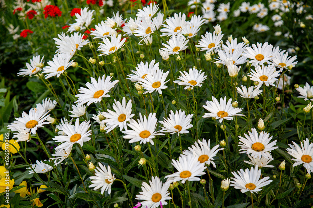 White chamomile flowers in the ground on a background of green leaves. Flora plants flowers. White chamomile flowers in the ground on a background of green leaves. Flora plants flowers.