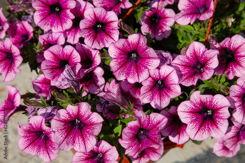Petunia flowers (Latin Petunia from the French petun — tobacco) are pink purple in the ground against a background of green leaves. Flora plants flowers. © Victor1153