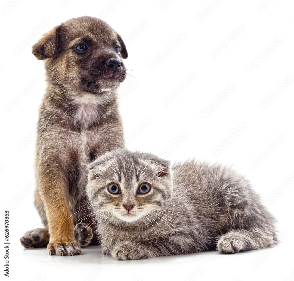 Obraz premium Kitten and puppy.