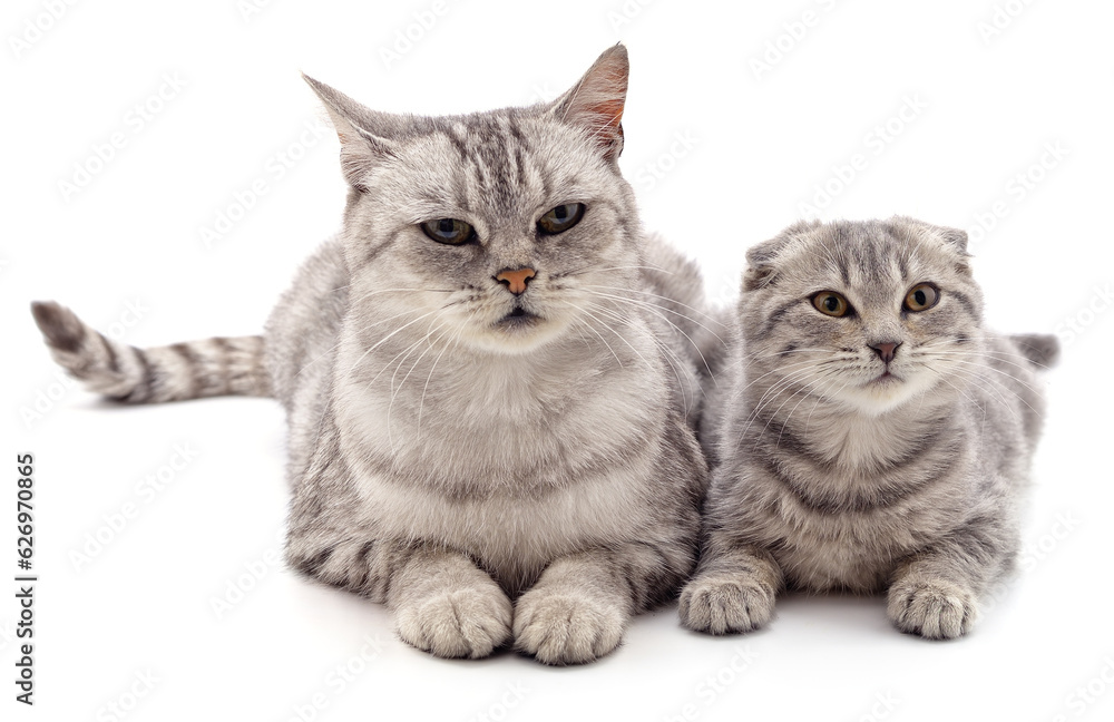 Gray cat and kitten.