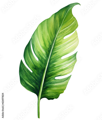 green leaf isolated on white background watercolor