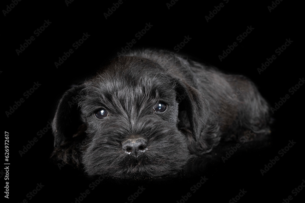 miniature schnauzer in studio miniature schnauzer in studio