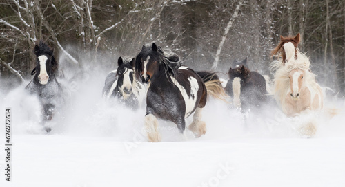 Gypsy vanner herd galloping through the snow. Quebec, Canada. January. 