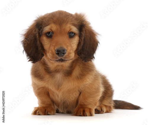 Cream shaded Dachshund puppy, age 7 weeks, sitting.   photo