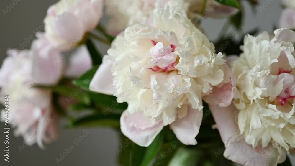 Blooming peony flowers with green stems with water drops Blooming peony flowers with green stems with water drops