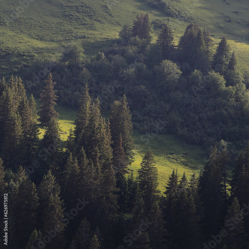 Bright green mountain meadow and pine forest.