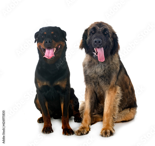  Leonberger and rottweiler in studio