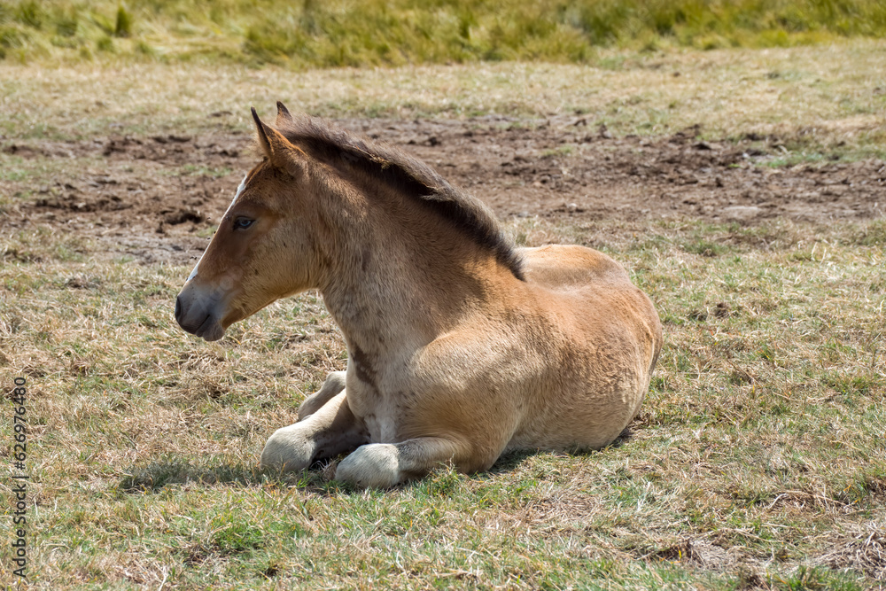 New Forest Pony foal at Lymington and Keyhaven Marshes Nature Reserve Hampshire England New Forest Pony foal at Lymington and Keyhaven Marshes Nature Reserve Hampshire England