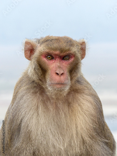 A Rhesus Macaque stares menacingly at the camera in Jim Corbett National Park  India.