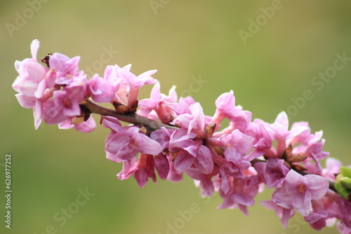 Close up of pink flowers