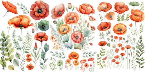 Fototapeta Naklejka Na Ścianę i Meble -  Set of Poppy flower Red and orange color Watercolor, spring collection of hand drawn flowers , Botanical plant illustration , elegant watercolor ,transparent background, PNG.