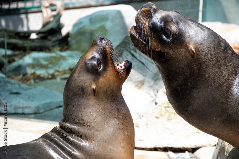 Fototapeta premium Sea lion on the rocks